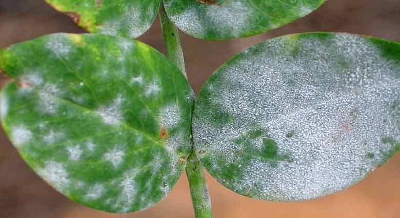آشنایی با اصول تشخیص بیماری در گیاهان